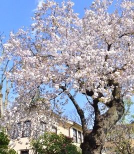 ウィリアムズホールの桜