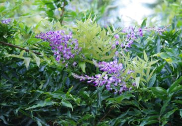 野の花、空の鳥