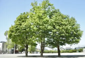 学校紹介 | 立教女学院小学校