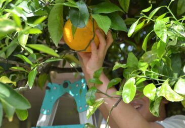 夏みかんの収穫