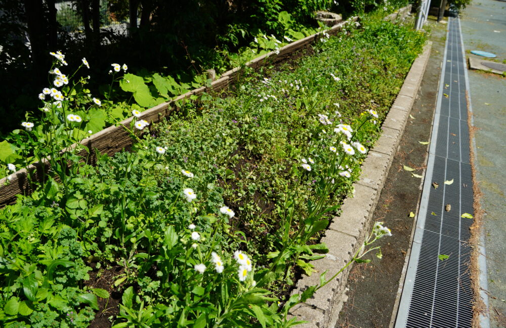 たくさんあった雑草が・・・