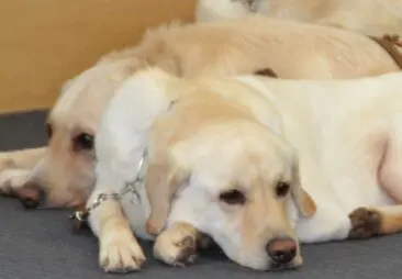 犬といっしょ♪その２