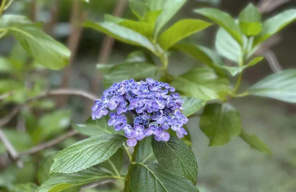 紫陽花 | 立教女学院小学校