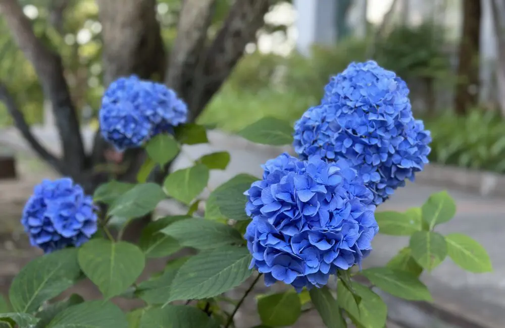 紫陽花 | 立教女学院小学校