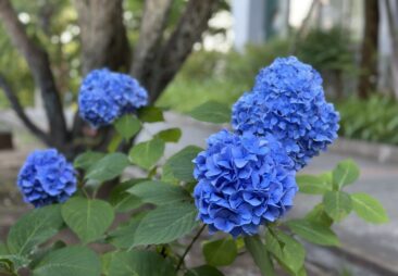 紫陽花