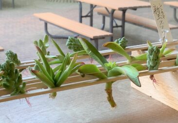 多肉植物・・・