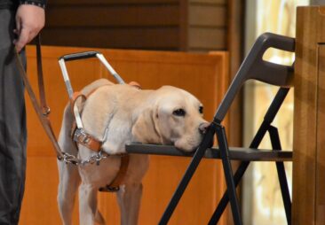 アイメイト協会授業　２年生