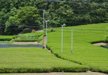 立教女学院小学校